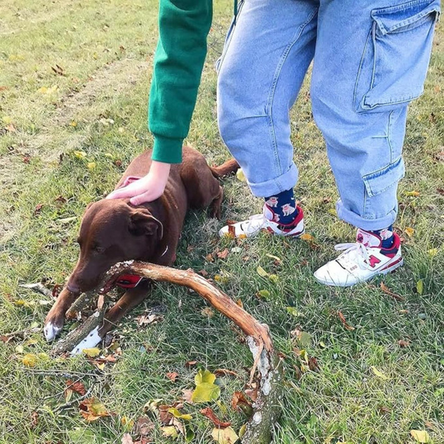 Calcetines de hombre SOXO labrador en lata 