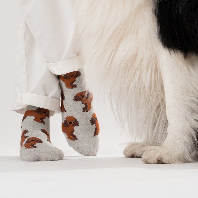 Calcetines caniche de hombre SOXO en lata 