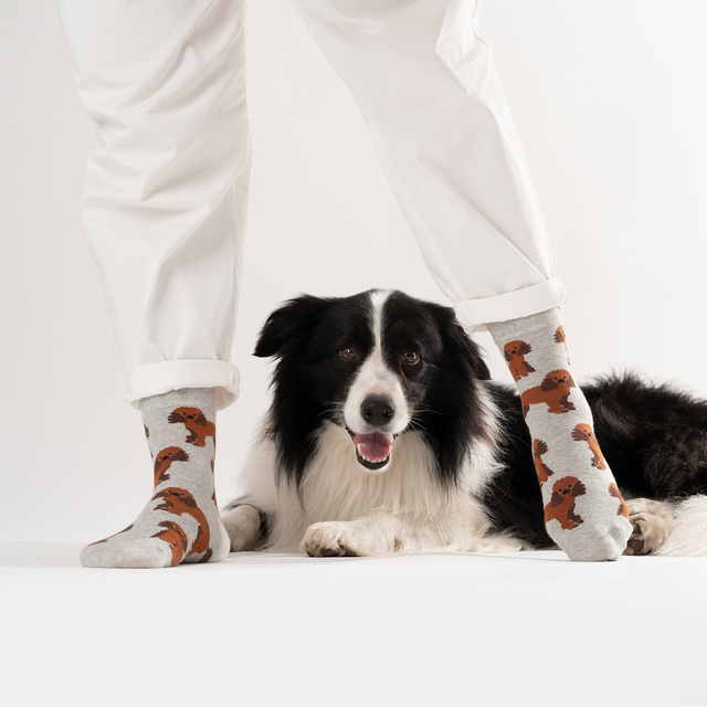 Calcetines caniche de hombre SOXO en lata 