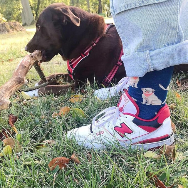Calcetines de hombre SOXO labrador en lata